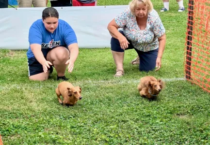 Dashing Hounds: Dachshund festival, races fill Belpre park with laughter, barks